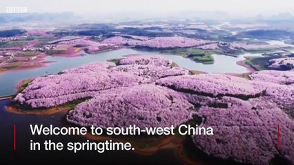 Apricot, cherry and azalea blossom create a stunning landscape in south-west China