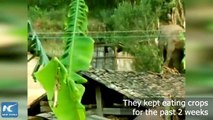 فيديو.. الأفيال لص محترف فى سرقة المحاصيل الزراعية بالصين