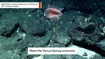 This Mesmerizing Venus Flytrap Anemone Is Found In Deep Ocean