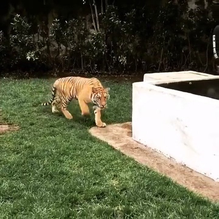 This tiger is so funny!  your friends! 