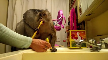Clever monkey cares about her shiny smile