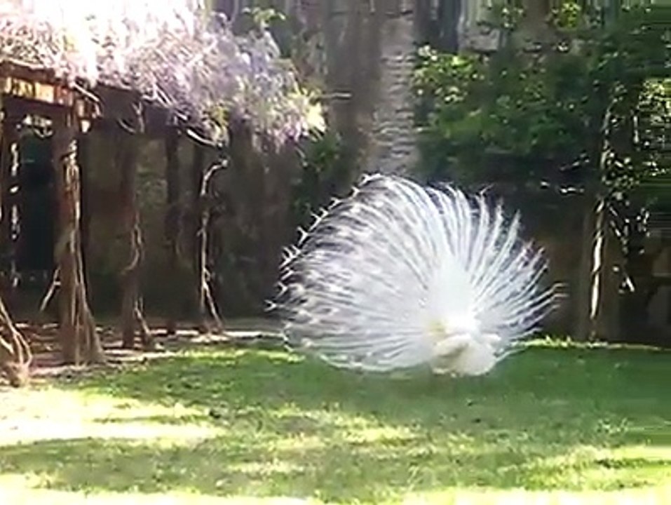 White Peacock || Natural Moments