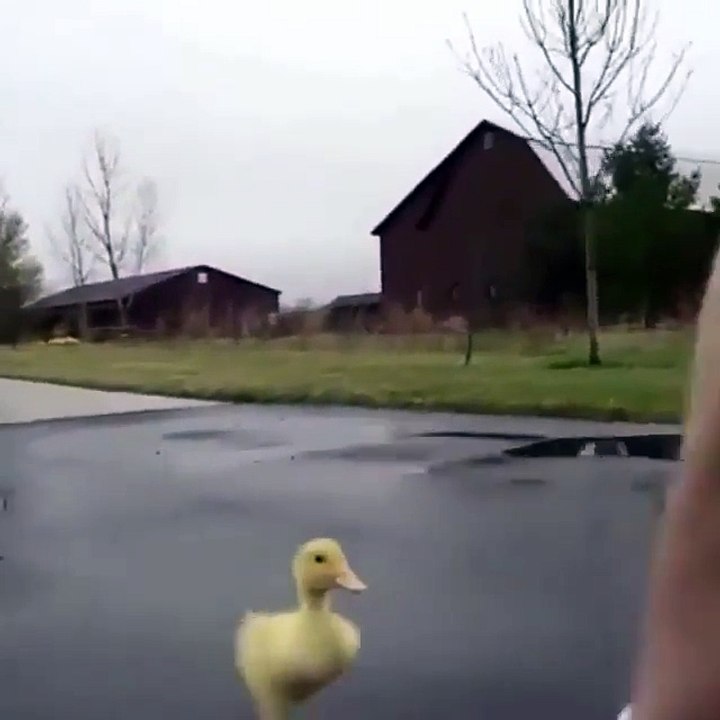 Funny animal 2018