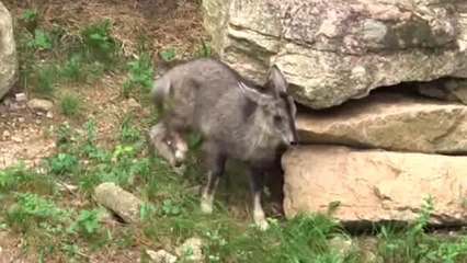 멸종위기종 '산양·긴꼬리딱새' 주왕산 서식 첫 확인 / YTN