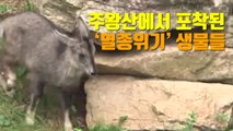 [자막뉴스] 주왕산에서 포착된 '멸종위기' 생물들 / YTN