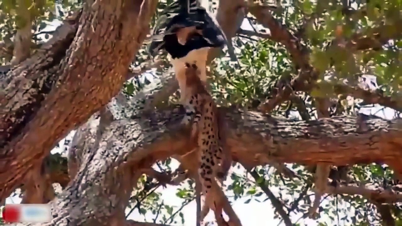 Female Tiger kills the eagle to protect her young but it is too late  महिला टाइगर अपने युवा की रक्षा के लिए ईगल को मारता है, लेकिन यह बहुत देर हो चुकी है