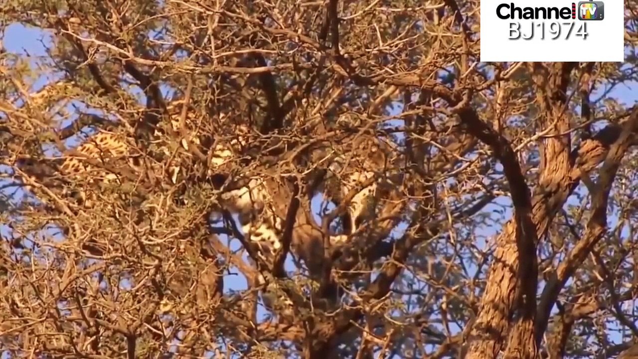 The lion hunts the tiger over the tree शेर पेड़ पर बाघ का शिकार करता है
