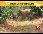 Madikeri:  How Intelligent are These Elephants - NEWS9
