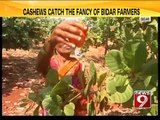 cashews grown in the hot regions/Bidar - NEWS9