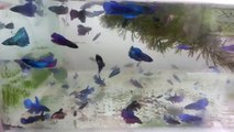 How To Care for Betta Fish - Make a Betta Fish Live Longer
