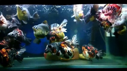 Ultimate Guide to Ryukin Goldfish: Care, Traits & Tips 🐟