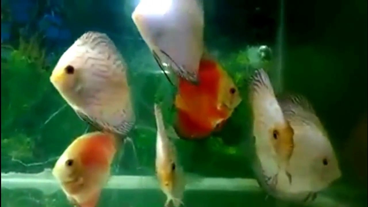 All Types of Aquarium Fish - [A to Z]