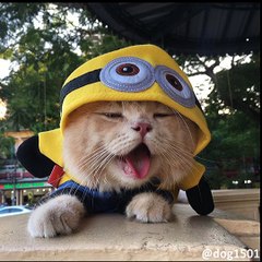 Najslađi prodavac ribe je mačak po imenu „Pas“