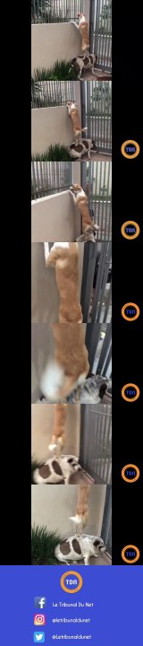 Curieux, un chien prend appui sur son copain pour pouvoir regarder ce qui se passe chez le voisin