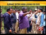Elephant enters farms looking for food - NEWS9