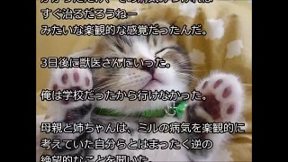 【涙腺崩壊】子猫と動物嫌いの父親