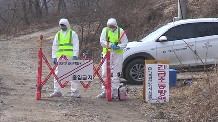 심상치 않은 AI에 전국이 긴장...농민들 불안·허탈 / YTN