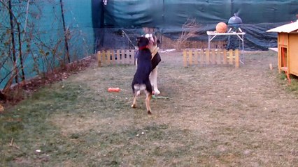 Stella playing with Nero, Malinovo