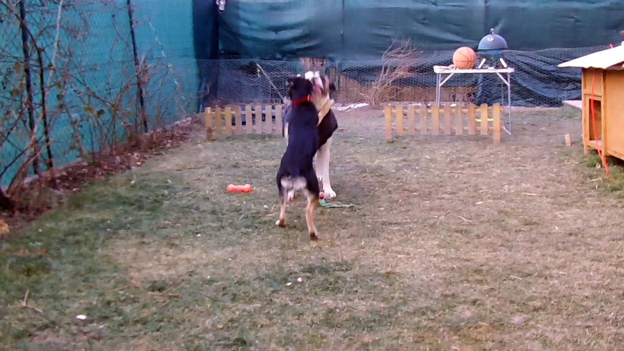 Stella playing with Nero, Malinovo