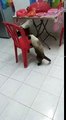 I could not climb a chair, then I'll pretend to be dead | try not to laugh