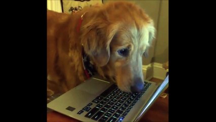 Les chiens aussi sont accros aux écrans !