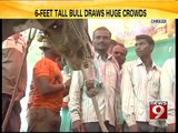 Chikkodi, 6 feet bull draws huge crowds- NEWS9