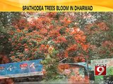 Spathodea trees bloom in Dharwad- NEWS9
