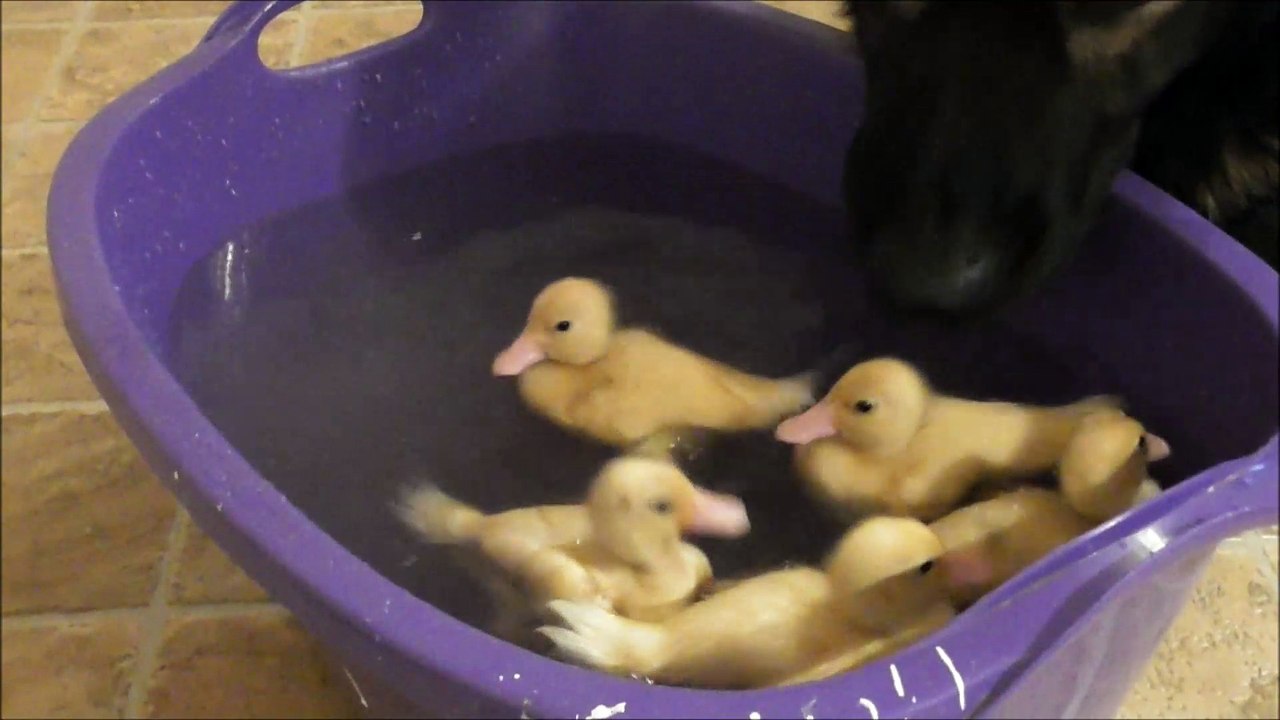 Swimming fun