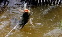 Drop fishing nets at night - Drop catfish to nature