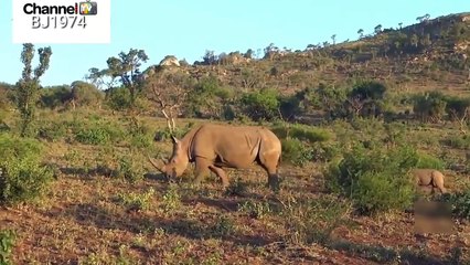Black versus the fiercest rhino confrontations काले विरुद्ध जंगली राइनो टकराव