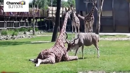 Three black vs. one crocodile तीन काले बनाम एक मगरमच्छ