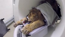 Un lion passe une IRM pour une infection à la mâchoire