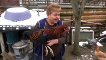 Bahçesinde Beslediği Tavuk, Horoza Dönüştü