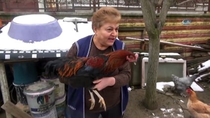 Bahçesinde Beslediği Tavuk, Horoza Dönüştü