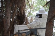Parkta Arıların Saldırısına Uğrayan Vatandaşları, Haber Yapmaya Giden Muhabir Kurtardı