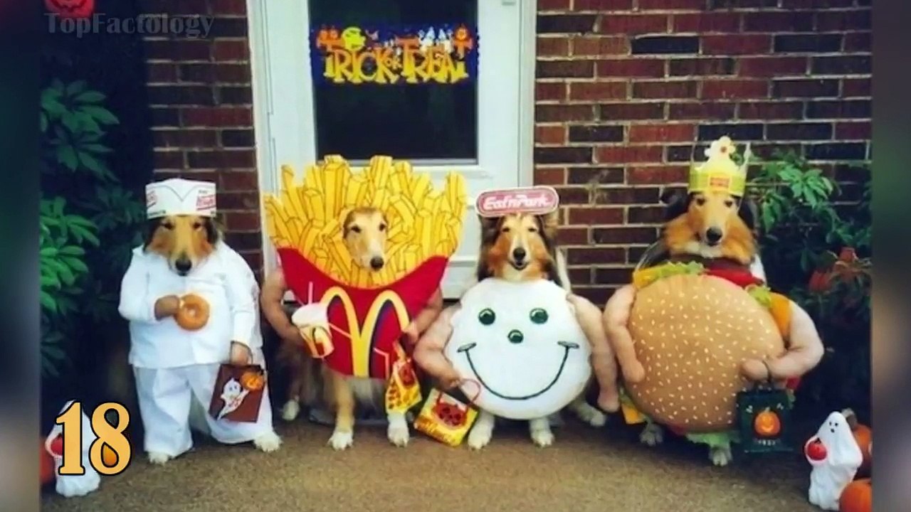 dangmattsmith! 30 Cute Animals in Fancy Dress Costumes Pet Halloween Ideas