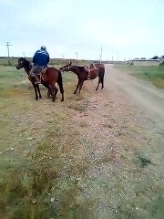 fight with horses видео лошади  драка video at kavga घोड़े की लड़ाई वीडियो