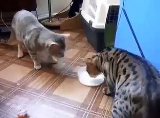 FUNNY video cats share food friends kediler gıda paylaşın видео кошки делят еду वीडियो बिल्लियाँ खाना मित्रों को साझा करती हैं