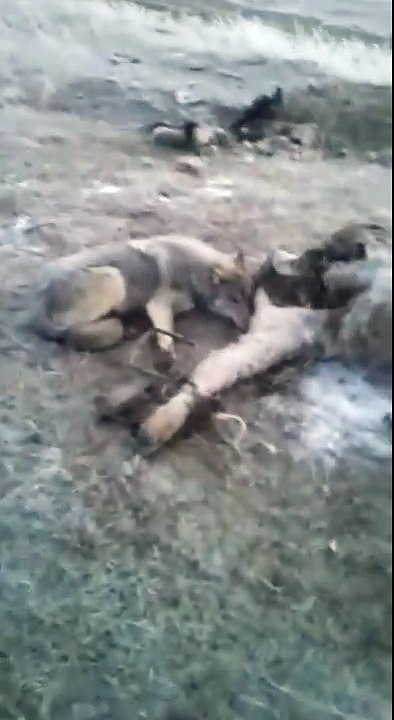 wolf was trapped the wolf was
