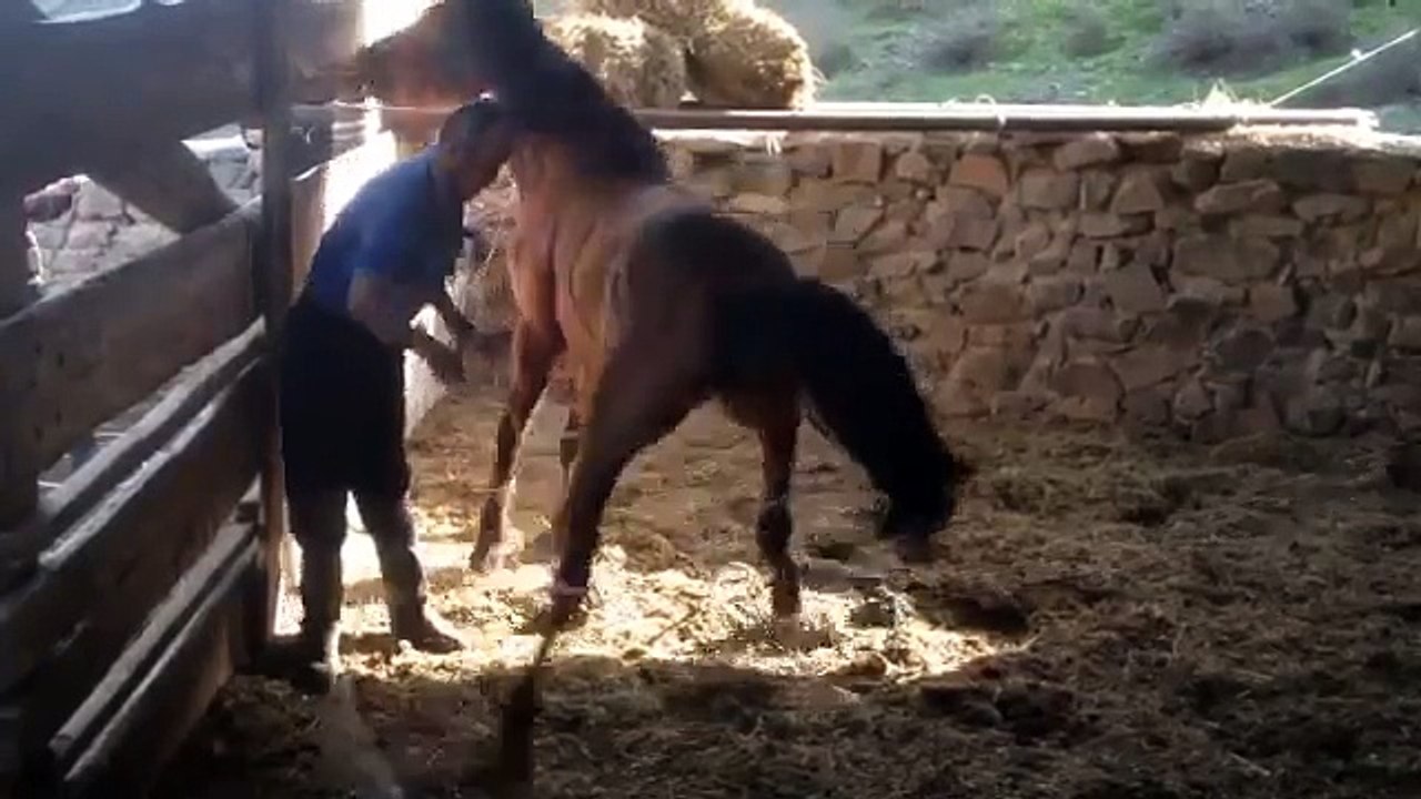 видео конь лошадь ударила человека video horse horse struck man bir at vurmak adam The horse struck Hit