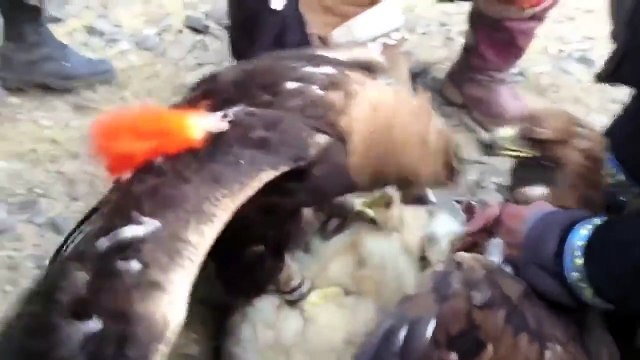 Волк видео Золотой орел Птица против орла video Wolf Eagle Bird against the eagle Kurt kartalı kartal karşı