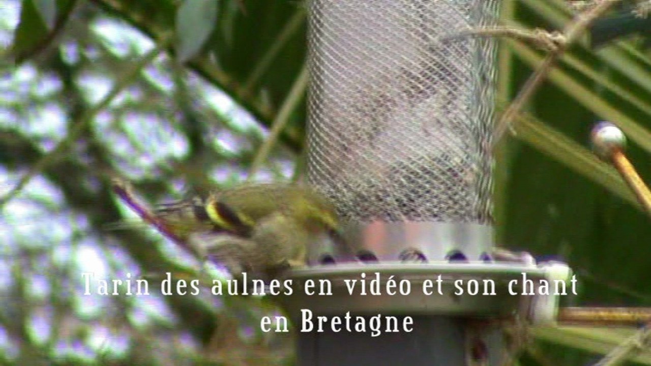 Tarin des aulnes en vidéo et son chant 