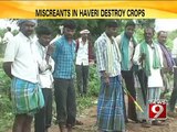 NEWS9: Haveri, miscreants destroy crops