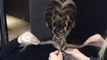 How-To Twisted Edge Fishtail Braid hair tutorial