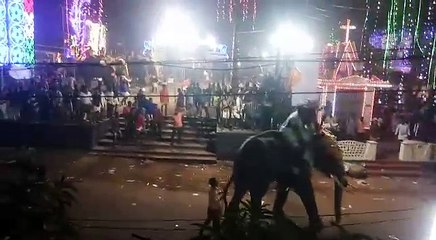Elephant attack in kerala