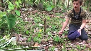 Deadly King Cobras and Snakes of Bali HD