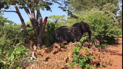 turistlerin aracına saldıran kızgın fil