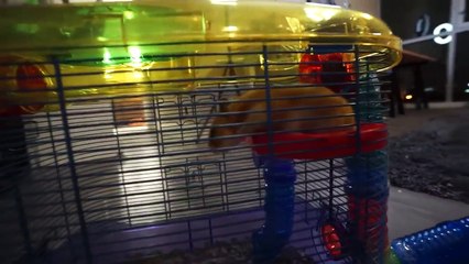 GERMÁN COMPRÓ UNA MANSION PARA SU HAMSTER!!