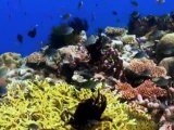 Carlos Michel Fumero y los IMPRESIONANTES Arrecifes y corales