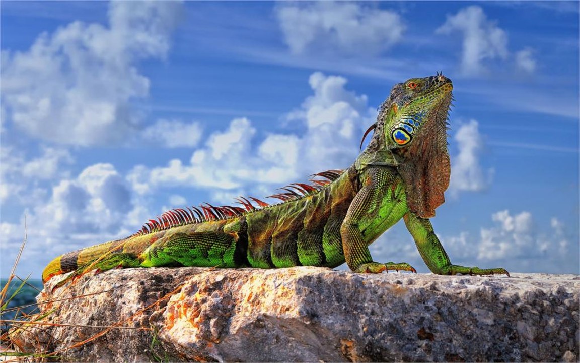 EL BAILE DE LA IGUANA EN GUERRERO MEXICO Dentro De El Transporte Publico
